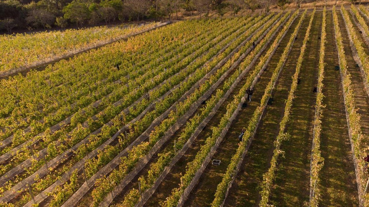 Pensão Triacca Vinicola &